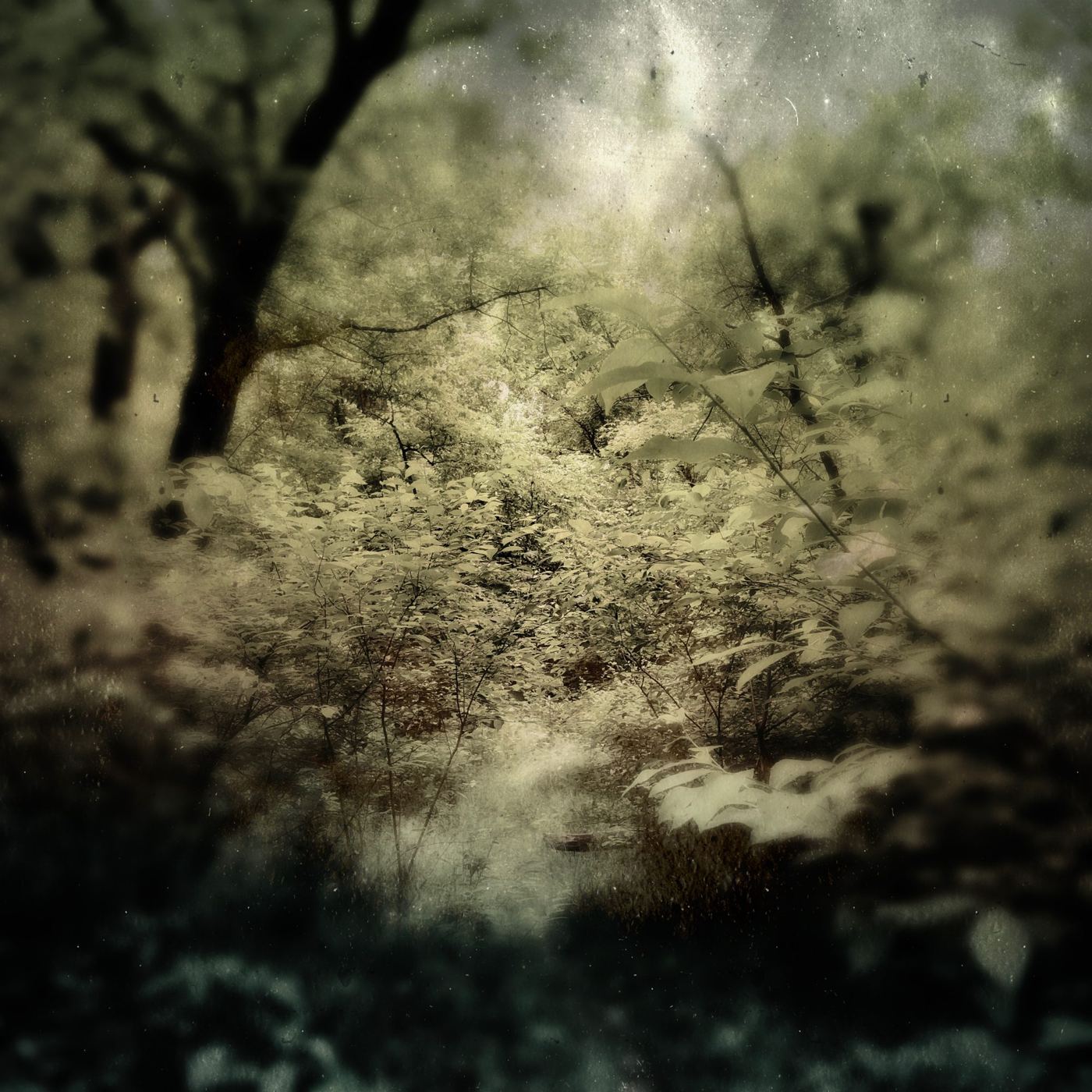 A thicket of green and gold leaves