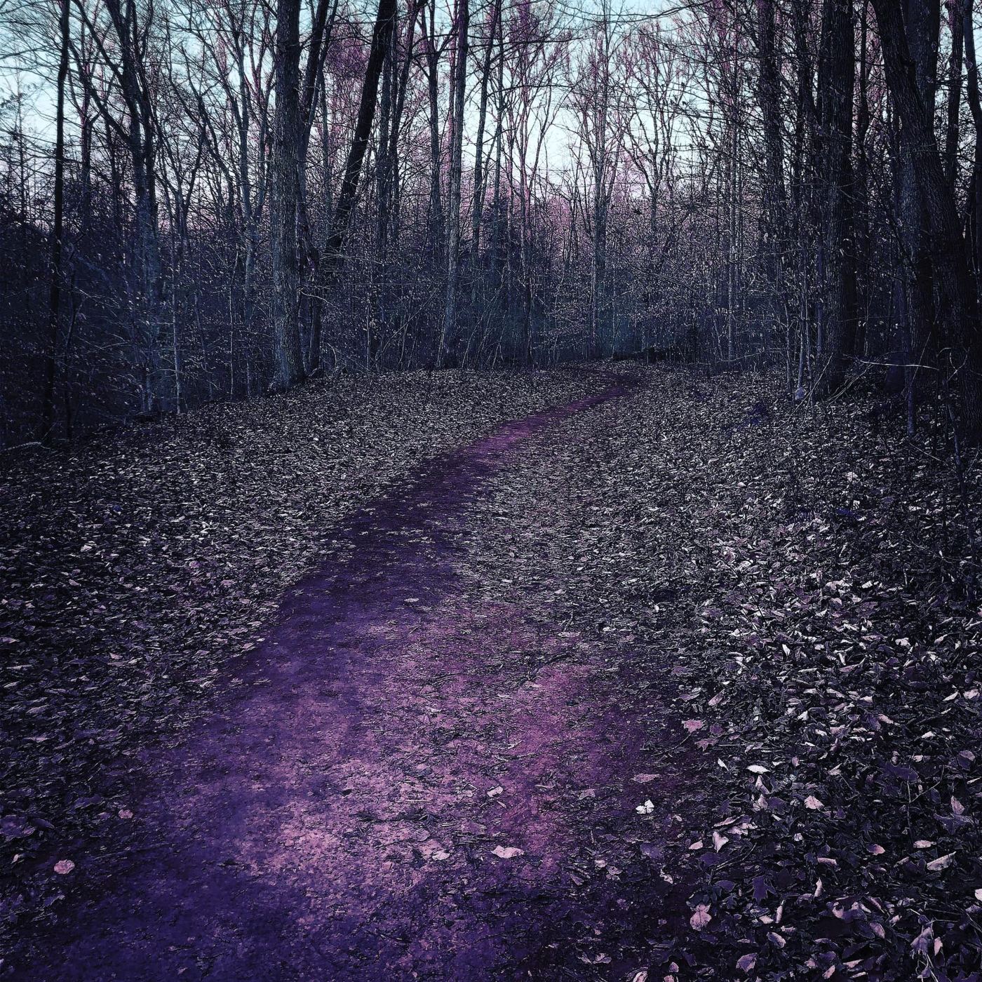 A woodland path in violet light
