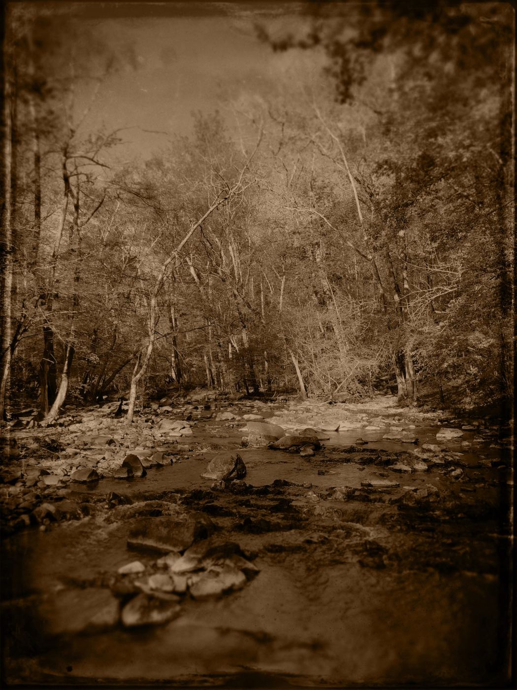 A creek among bare trees, in sepia