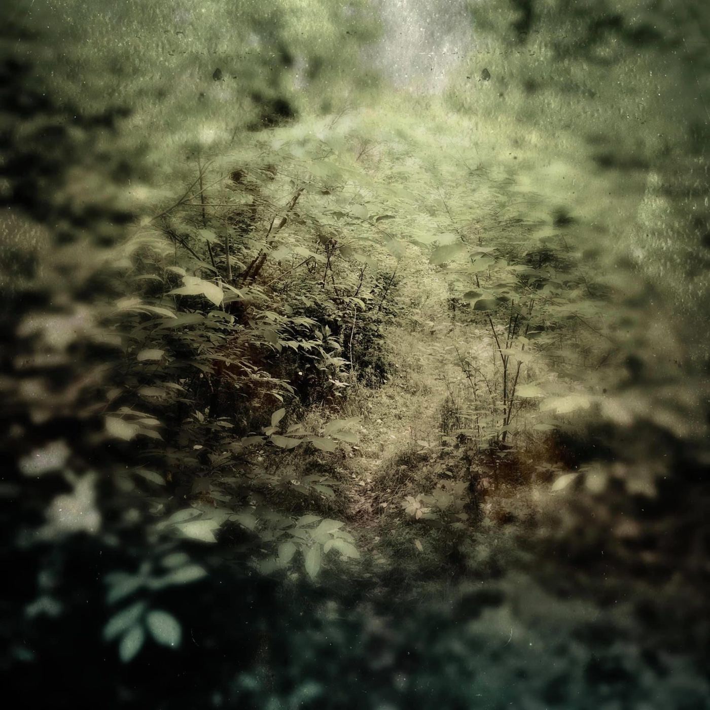 A path into green woods