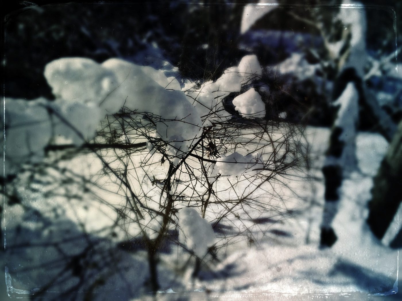 Bare twigs holding clumps of snow, a snowy bank behind